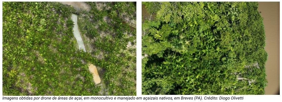 Imagens obtidas por drone de áreas de açaí, em monocultivo e manejado em açaizais nativos, em Breves (PA). Crédito: Diogo Olivetti.
